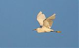 Snowy Egret